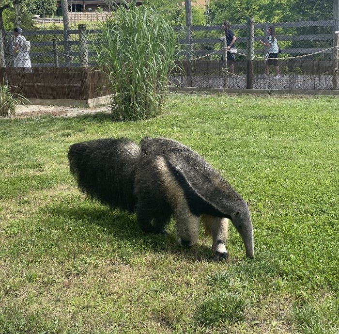 食蟻獸。（圖／翻攝自FB@Ark Encounter）